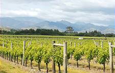 Marlborough: Weingrten in der Ebene 