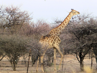 Giraffen zu Besuch ...