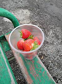 Die teuersten Erdbeeren meines Lebens ...