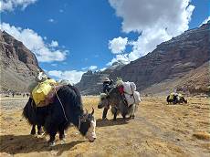 Kailash Kora: Yaks vor strahlendem Himmel